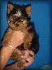When does their black start turning to silver?-yorkies-019.jpg