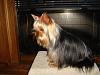 When does their black start turning to silver?-yorkies-025.jpg