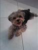Yorkie Poos?-cid_116.jpg