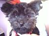 Yorkie Poos?-cutie.jpg