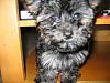 Yorkie Poos?-sniff.jpg