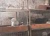Another puppymill is out of the way-puppymill.jpg