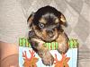 Today is my pups 1 month Birthday!-dsc01700.jpg