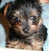 Hello Yorkie Talk Community!-3100772136_9593e1fea6_m.jpg