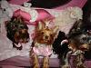 Do your Yorkies Sleep with you?-poses-017yt.jpg