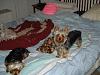Do your Yorkies Sleep with you?-princess.jpg