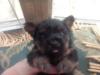 Purebred yorkie puppy with a black muzzle?-5.jpg