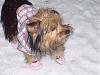 Do they need booties for snow?-picture011-6.jpg