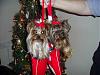 sophie & pebbles in christmas stockings-sophie-pebbles-xmas-002-500.jpg