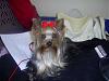 sophie & pebbles in christmas stockings-sophie-pebbles-play-001-500.jpg