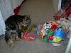 Any body else have a Christmas snoop for a Yorkie?-found-christmas-stash-11-18-06-002.jpg