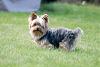 My 2 year old Yorkie is almost completely black!-milleepuppy.jpg