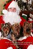 Santa pics and doggy daycare room-santa_paws_180-1.jpg