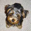 Holly is here! (FINALLY!!!!!!!!!)-yorkshire-terrier-0024.jpg