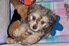 Yorkiepoo Question Need Help !!!-tucker8weeksold.jpg