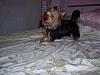 how big were they at 8 weeks?-mika-8-months-2-.jpg