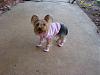 anyone put boots/shoes on their yorkie?-dsc02075.jpg