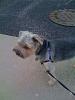 Question for BIG beautiful Yorkie owners :)-loki-easywalk2.jpg