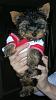 Intoducing Ralphie's Sister, AGNES!!!-new-image171.jpg