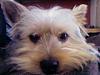 Cute Male & Female Yorkie Faces-photo-0345.jpg