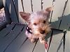 Cute Male & Female Yorkie Faces-photo-0171.jpg