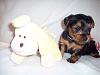 My 4 weeks old puppies-windy_4_weeks_300.jpg