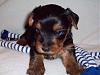 My 4 weeks old puppies-waldo_4_weeks_300_2.jpg