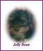 Jelly the Miracle Puppy-jelly-12-wks-010309.jpg