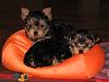 Taping, worked like a charm...-img_4576-1-yorkietalk.jpg