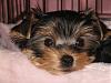 Taping, worked like a charm...-img_4544-1-yorkietalk.jpg