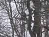 Pic of hawk in my yard!-scaled.img_1096.jpg