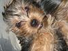 Does your yorkie "smile"?-img_1383.jpg