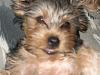 Does your yorkie "smile"?-img_1416.jpg