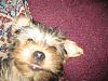 Does your yorkie "smile"?-img_1444.jpg