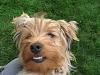 Does your yorkie "smile"?-img_2257.jpg