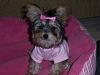 Does your yorkie "smile"?-bella3.jpg