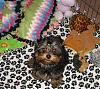 Does your yorkie "smile"?-roonia1.jpg