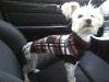 Anyone with a Morkie?-sweater.jpg