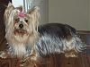 New member with big Yorkie-lexie-recent.jpg
