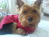 New member with big Yorkie-copy-dsc01106.jpg