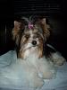 Rare colored yorkies?-new-chaos-035resized.jpg