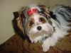 parti puppies...-livi-oct_6-2c07-1stgroom4.jpg