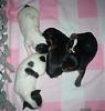 parti puppies...-puppies11009-2.jpg