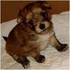 The Yoranian/ Yorky Pom-ginger-4wks-front.jpg