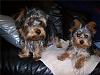 PICTURES of Stormy and the new pups!!!-sisters2.jpg