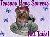 "Teacup" Yorkie-th_saucer.jpg