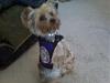 Announcement:Prince Simba is now a Therapy Dog!-little-20prince-20simba-1-.jpg