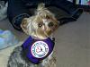 Announcement:Prince Simba is now a Therapy Dog!-td-20simba-1-.jpg