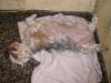 Funniest sleeping position!-sammi-sleeping-5.jpg