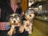 Sneak Peak of our NEW puppies...-lowie-chowie-3.jpg